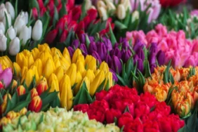 flower-export.webp.webp