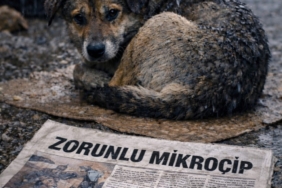 KÖPEK ÇİPİ GÖRSEL
