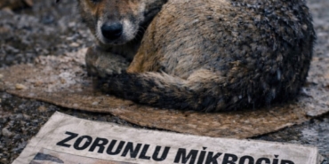 KÖPEK ÇİPİ GÖRSEL